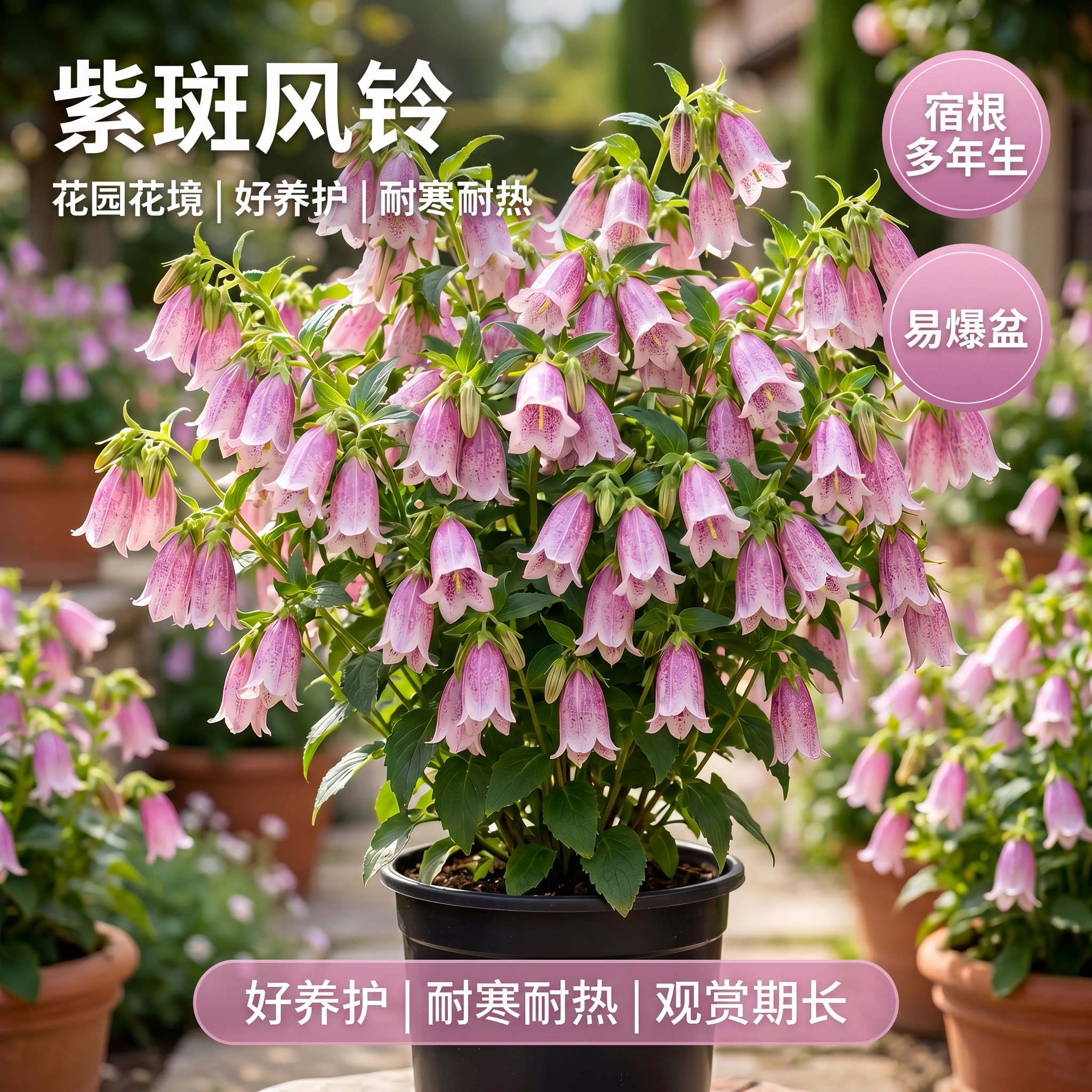 紫斑风铃草花苗带花苞紫斑卢布阳台庭院花镜植物多年生宿根花卉大图片