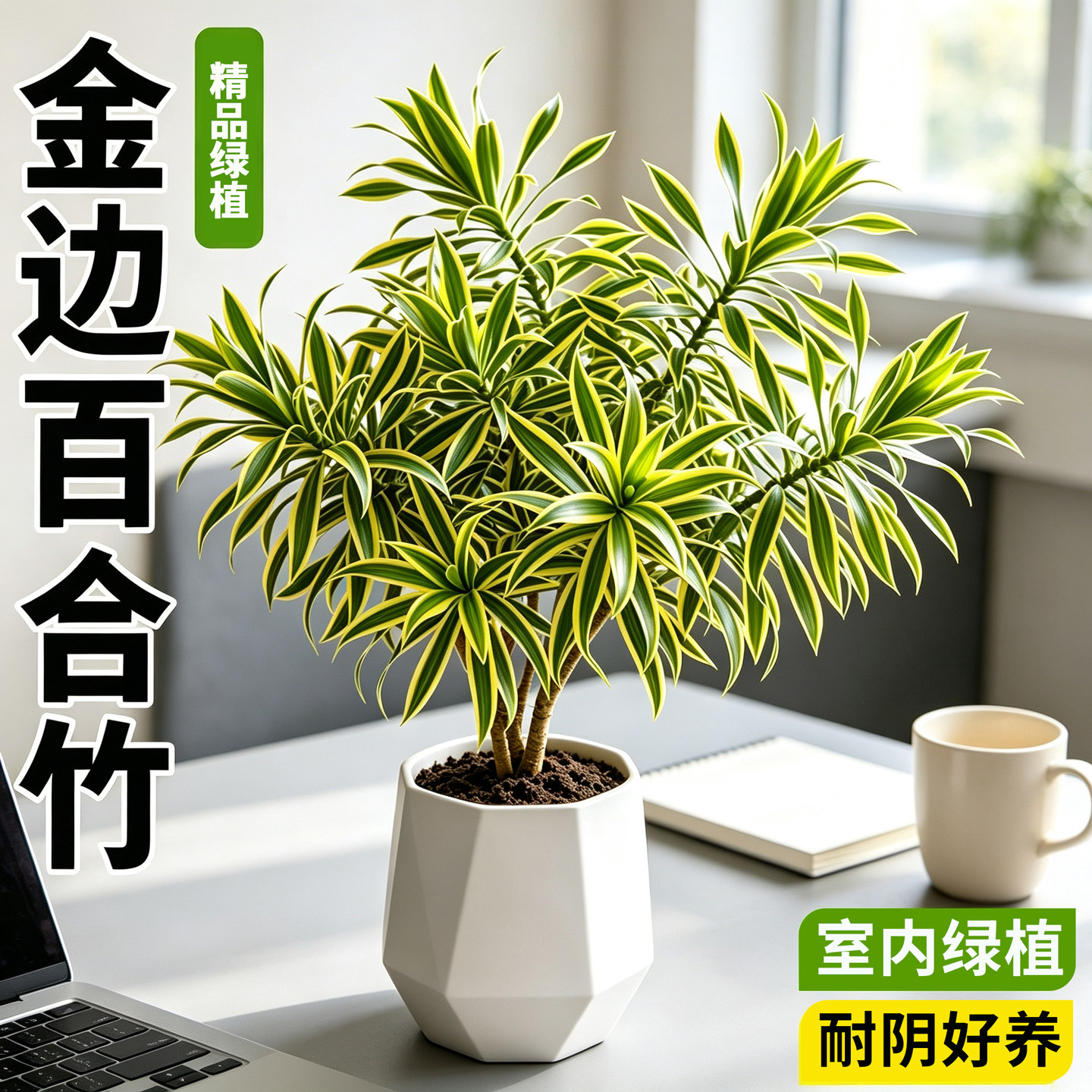 金边百合竹盆栽室内阳台客厅好养绿植办公室桌面高级感观叶植物图片