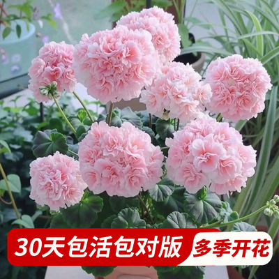 大花天竺葵花苗带花苞重瓣直立精品天竺葵阳台四季好养活开花花卉