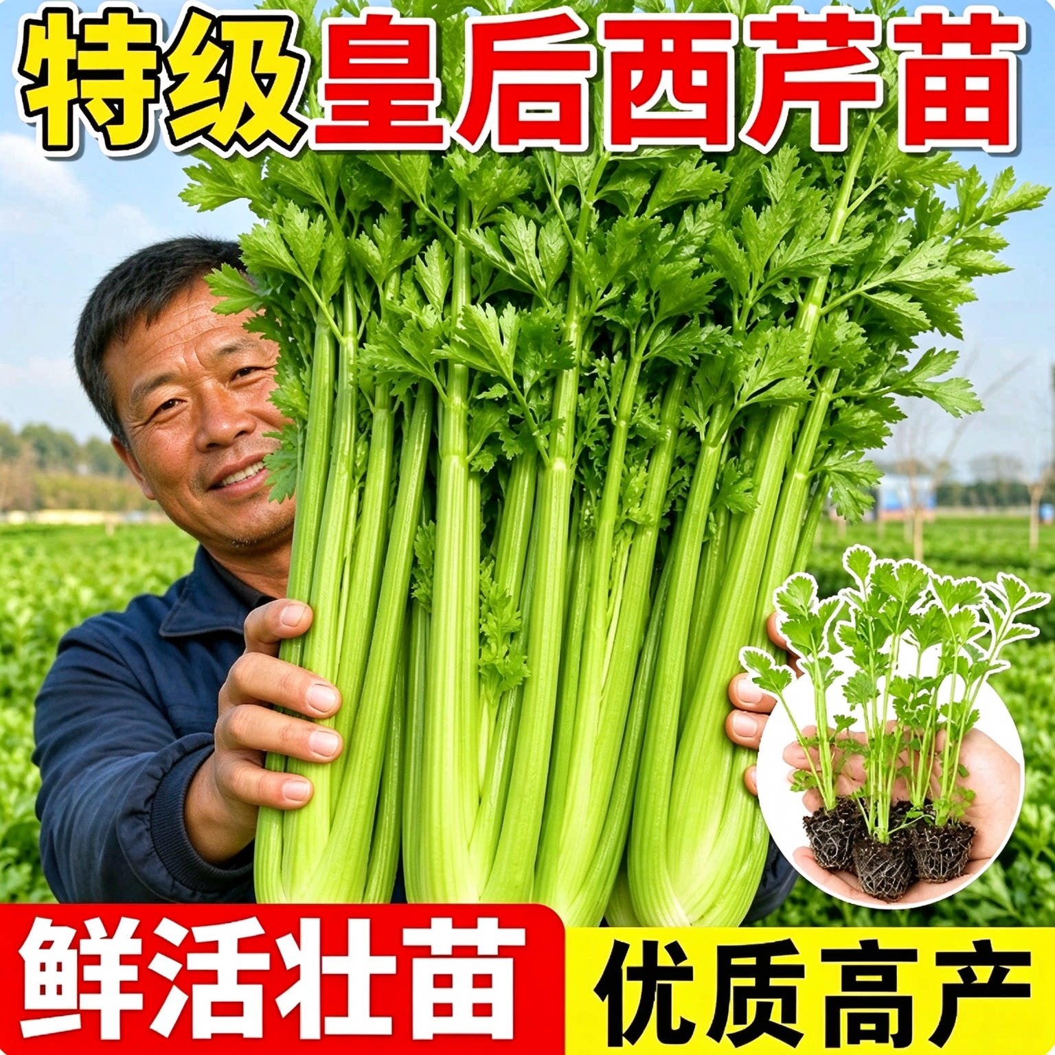 脆嫩皇后西芹秧苗蔬菜种苗芹菜苗高产阳台盆栽四季小香芹苗子菜籽