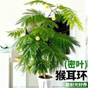 密叶猴耳环苗室内绿植盆栽日本密叶猴网红观叶小豆树热植观叶植物