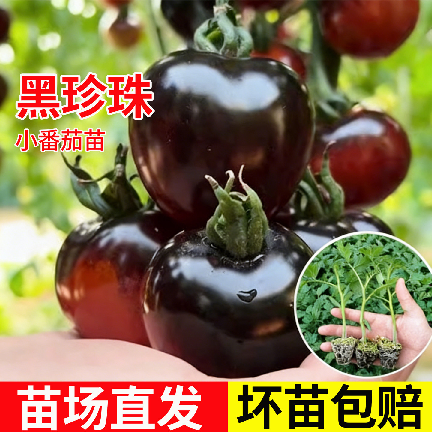 蓝莓黑番茄苗糖水炸弹黑珍珠番茄秧苗四季春秋盆栽女果蔬菜苗种子