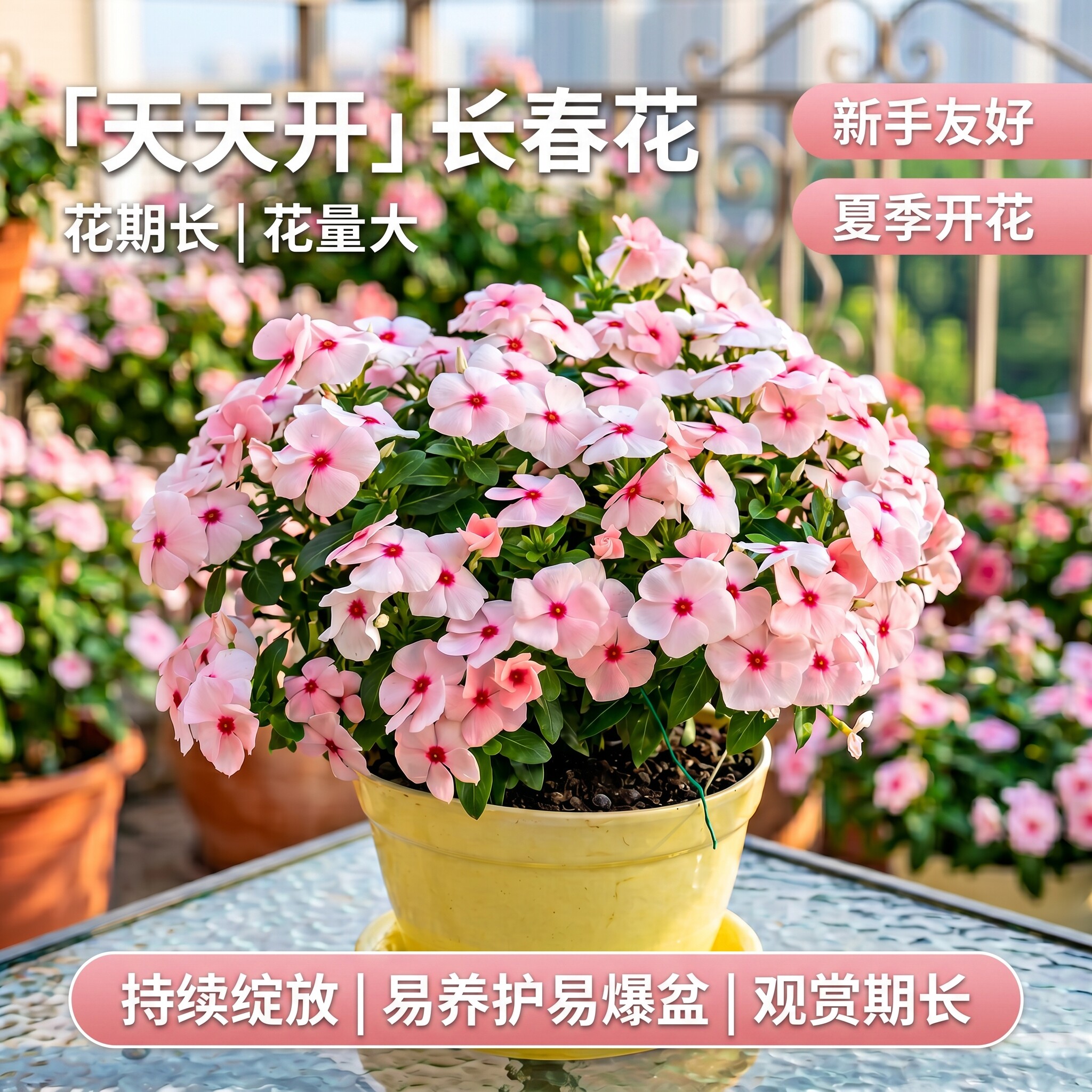 天天开长春花盆栽带花苞窗台阳台庭院四季好养五叶梅开花植物耐热