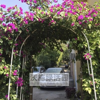 包邮攀爬蔬菜拱门爬藤花架月季丝瓜黄瓜架葡萄藤蔓搭架家庭菜园用