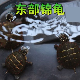 东锦龟西锦龟深水冷水龟乌龟活物大个陆养乌龟适合家养的乌龟外塘