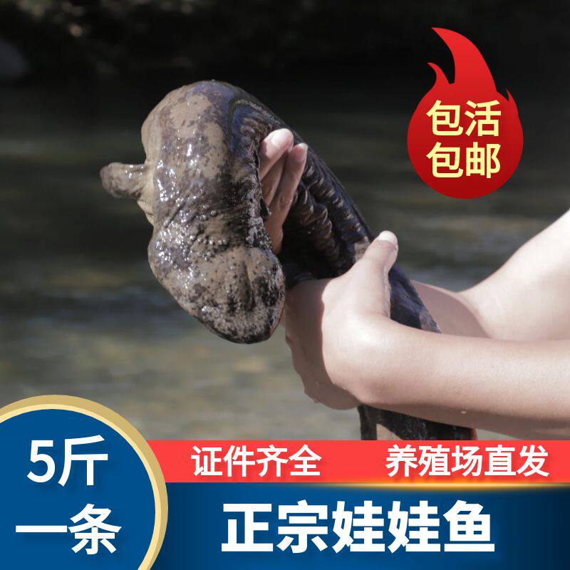 5斤一条娃娃鱼鲜活食用大鲵人工特许养殖水产