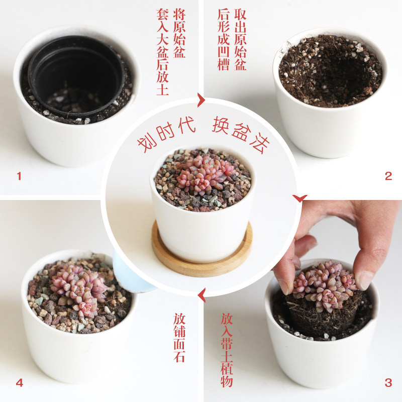 壹分皿 多肉植物组合套装肉肉盆栽15颗*1套办公室阳台小绿植萌肉