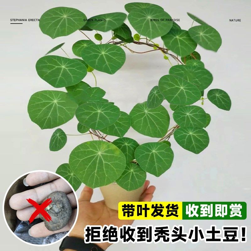 山乌龟爬藤植物水培红藤盆栽种球金不换圆叶爬藤精选桌面绿植室内,鲜花速递/花卉仿真/绿植园艺,多肉植物,淘宝优惠券,粉丝福利购,淘宝优惠卷