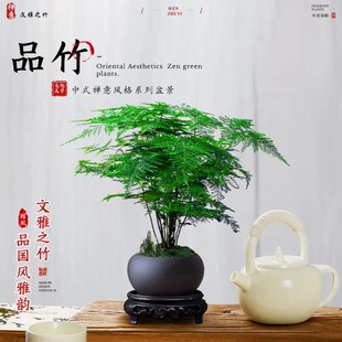 文竹盆栽室内高级造景中式禅意盆景小桌面绿植室内盆栽好养活四季