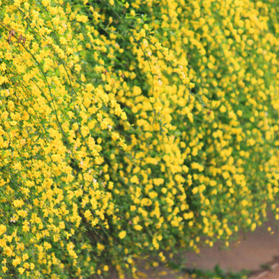 耐寒迎春花树苗盆景探春花庭院盆栽攀援爬藤垂吊类花卉报春花植物
