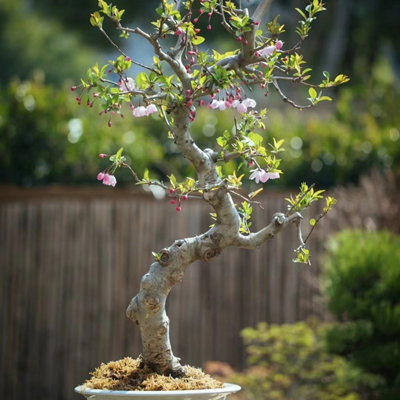 海棠花盆栽树苗盆景重瓣老桩庭院绿植物室内四季开花花卉好养易活