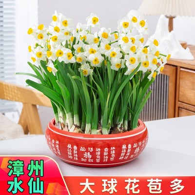 正宗漳州水仙花种球盆栽水培植物花卉室内桌面绿植重瓣好养年宵花