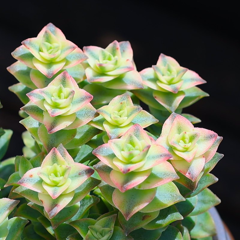 十字星锦多肉植物青锁龙属盆栽花卉绿植组合室内