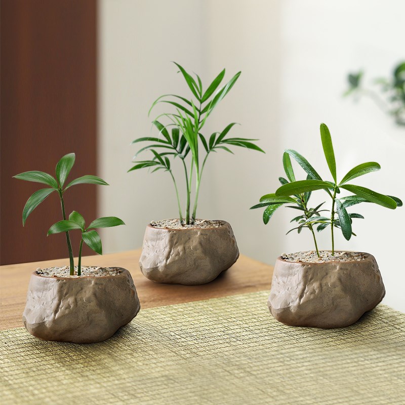 海岛罗汉松指尖微型盆栽办公室内桌面创意迷你拇指好养小盆景四季