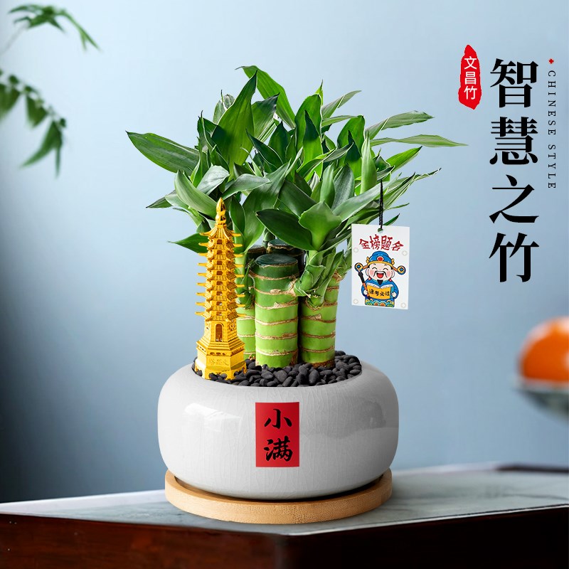 4支文昌竹富贵竹盆栽办公室内植物好养书房茶几桌面绿植四季好养