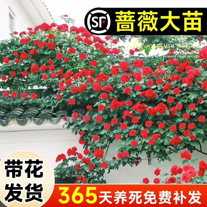 蔷薇花苗藤本月季爬藤墙微花特大树苗四季开浓香龙沙玫瑰花卉盆栽