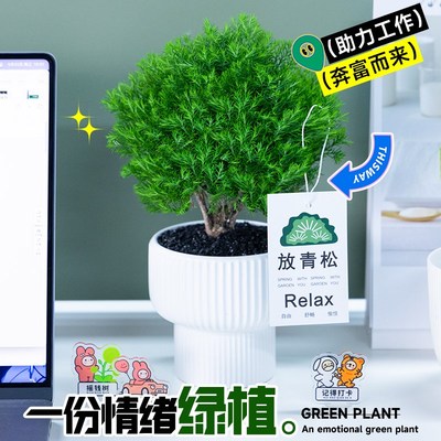 雾凇放青松绿植放轻松植物好养活四季办公室桌面工位绿植室内盆栽