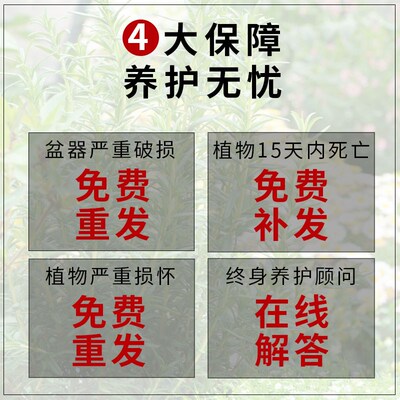 迷迭香盆栽室内驱蚊可食用植物大棵老桩百里香煎牛排香草香料大苗