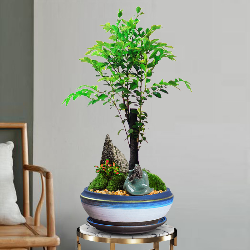 小叶紫檀盆景植物室内四季常青树苗镇宅花卉老桩老根木本绿植盆栽