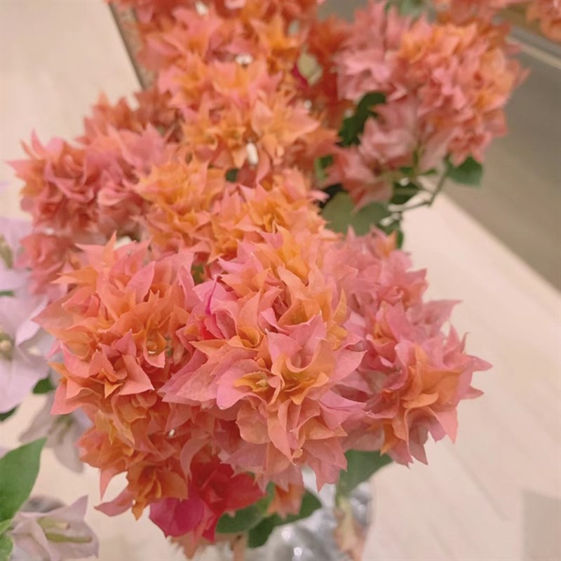 重瓣红三角梅重瓣粉带花发货重瓣橙绿植重瓣绿四季开花重瓣怡景花