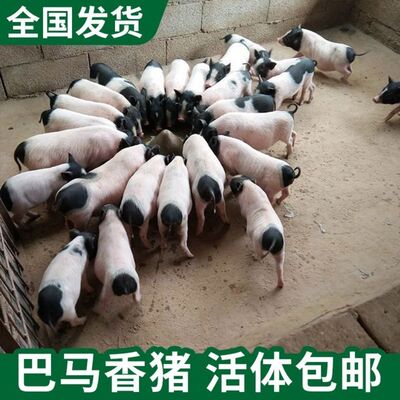巴马香猪猪苗小香猪幼崽幼仔种猪猪仔散养广西纯种幼崽香宠物