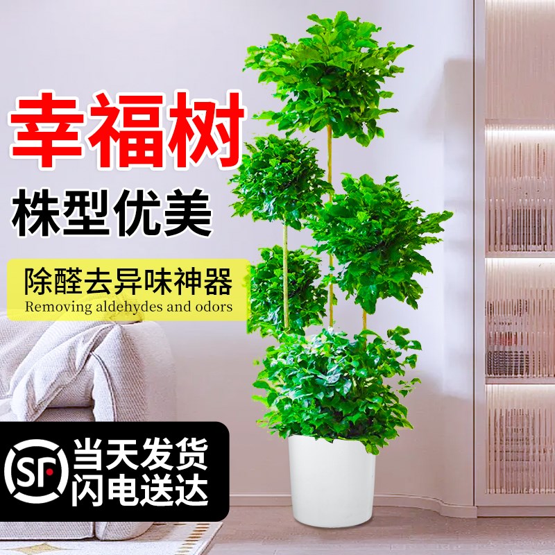 幸福树客厅盆栽大型绿植室内多层好养易活落地式禄植办公室真花