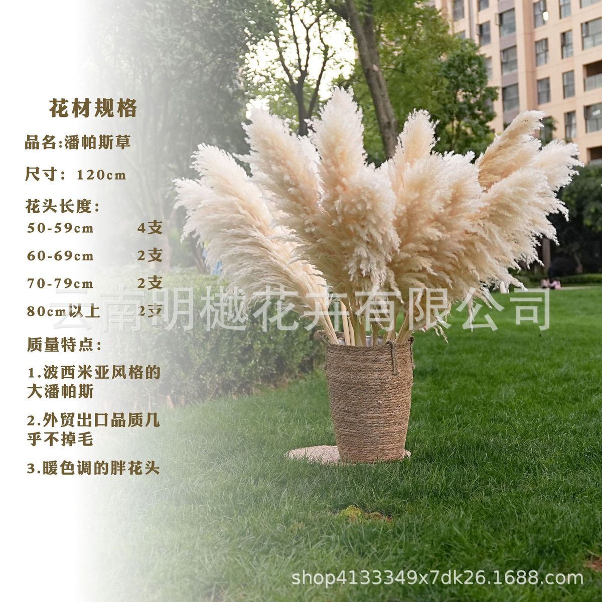 【干花大蒲苇】装饰摆件软装婚庆摄影布置家居干花大蒲苇厂家批发
