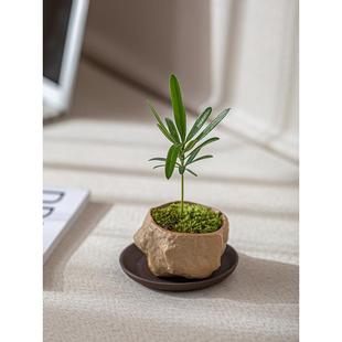 【随手购】海岛罗汉松指尖微型盆栽办公室桌面拇指盆景超迷你绿植