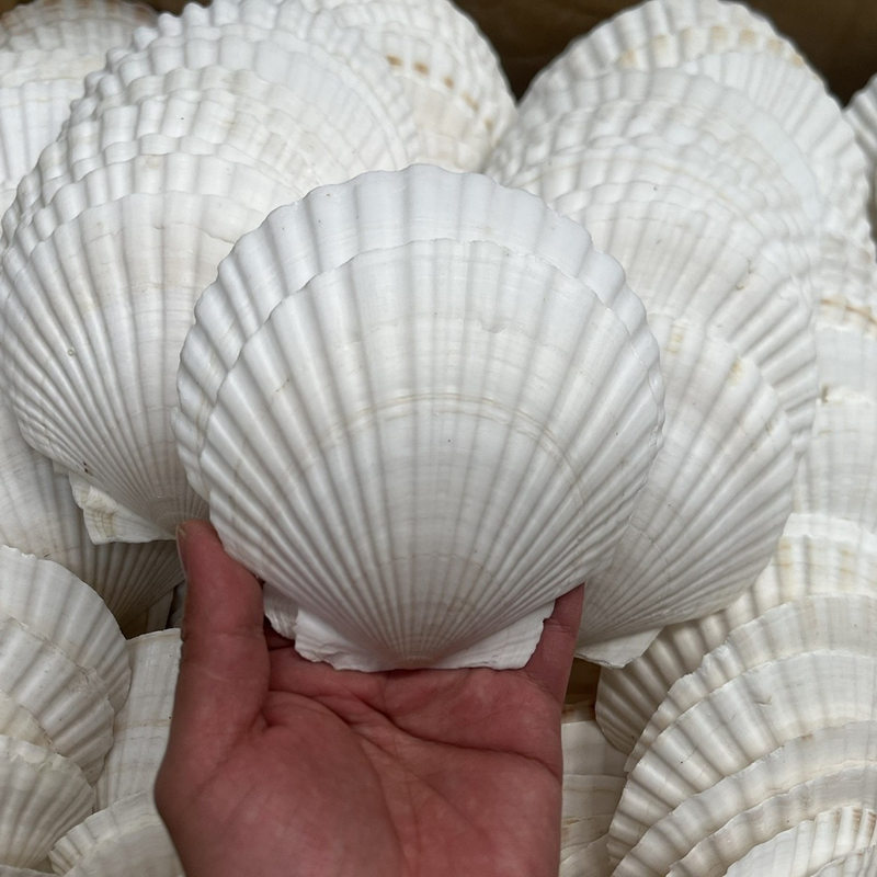 天然特大贝壳幼儿园手工diy画画涂鸦打孔白色小扇贝壳海螺装饰画图片