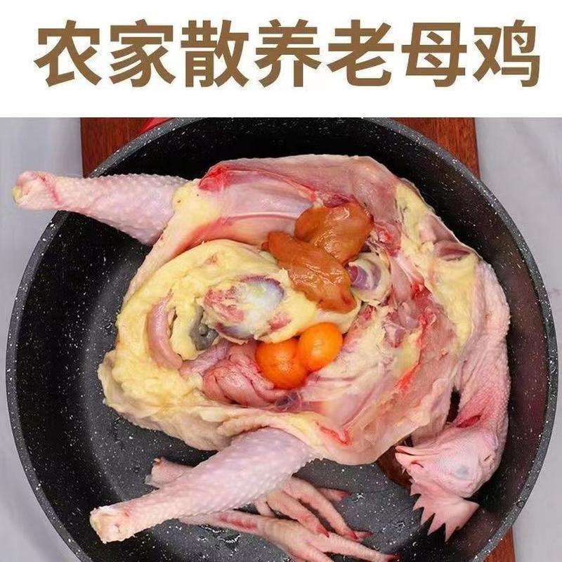 新货【老母鸡特价】散养农家下蛋鸡正宗新鲜整只母鸡肉草鸡炖汤老