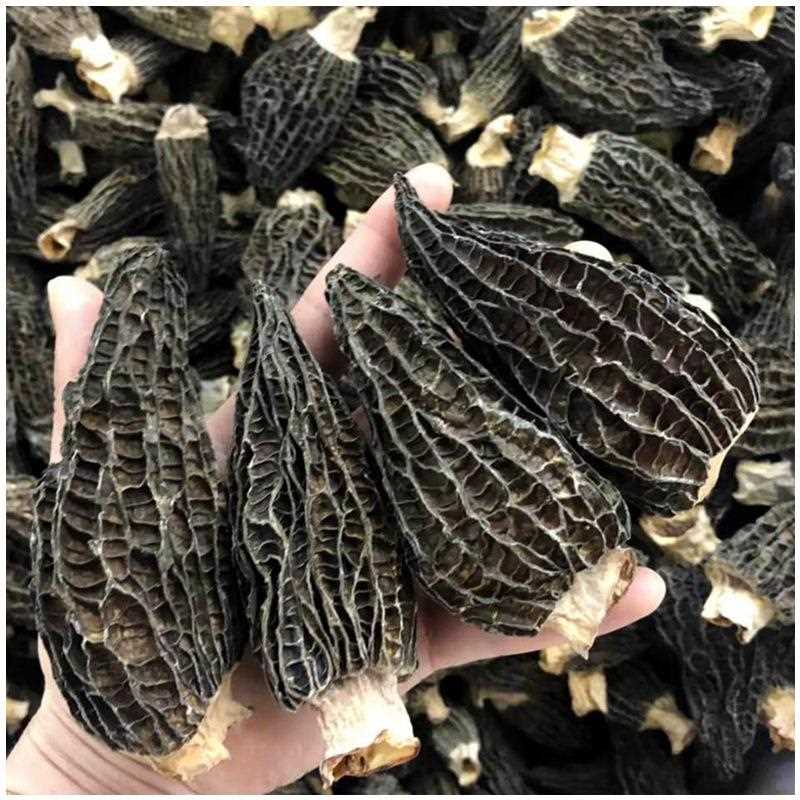 羊肚菌干货1000g今年新货新疆直发菌菇类8cm以上新鲜大羊肚菌干货