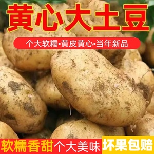 正宗重庆黄皮黄心农家土豆黄心粉糯商超马铃薯5斤整箱包邮菜批发