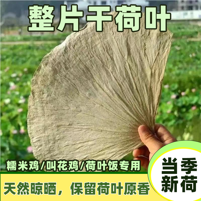 整张荷叶大张荷叶叫花鸡荷叶鸡包糯米鸡荷叶粥新鲜干荷叶粽叶商用
