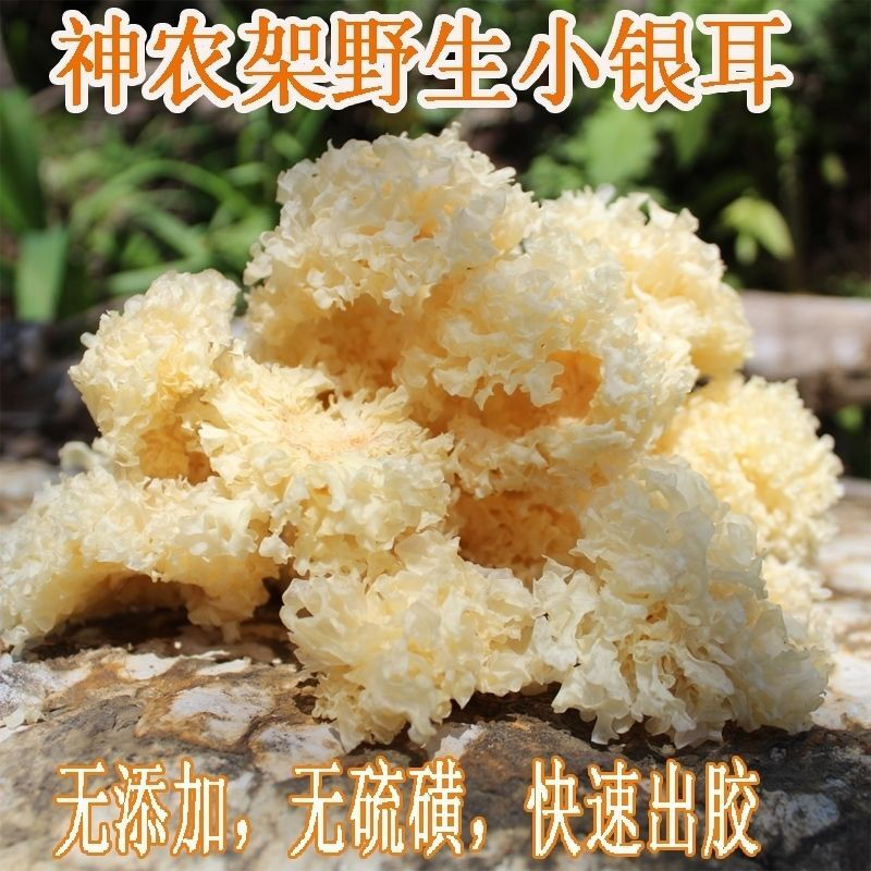 神龙架正宗深山银耳小包装 椴木野生白木耳无硫雪耳干货孕妇