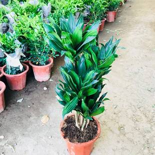 大棚销售绿植花卉盆栽室内客厅办公太阳神绿植四季 常青盆栽