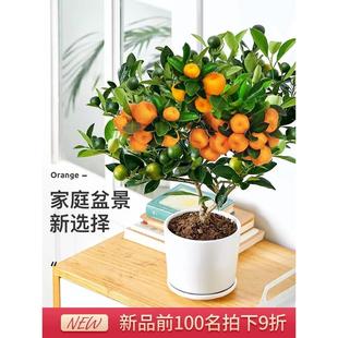 金桔树带果发货盆栽地栽树苗四季开 花结果可食用耐寒植物阳台盆