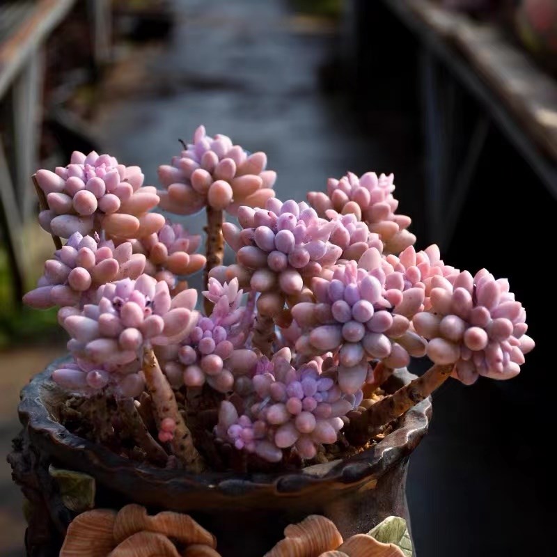 婴儿手指多肉植物群生老桩超萌粉嫩精选阳台楼顶趣味办公室盆栽