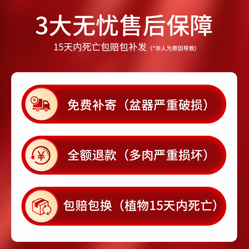 多肉植物组合盆栽稀有品种肉肉植物超萌套餐花卉绿植包邮含盆送土