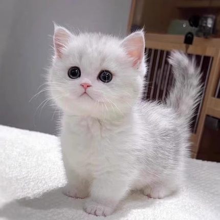 银渐层幼猫纯种活体英国短毛猫金渐层幼崽曼基康矮脚宠物猫咪活物