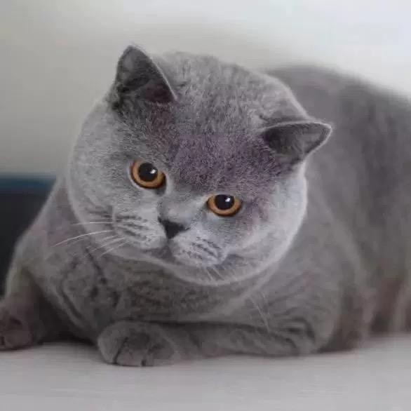 纯种英国短毛猫矮脚蓝胖子血统猫舍蓝猫幼崽活体宠物猫活物小猫咪