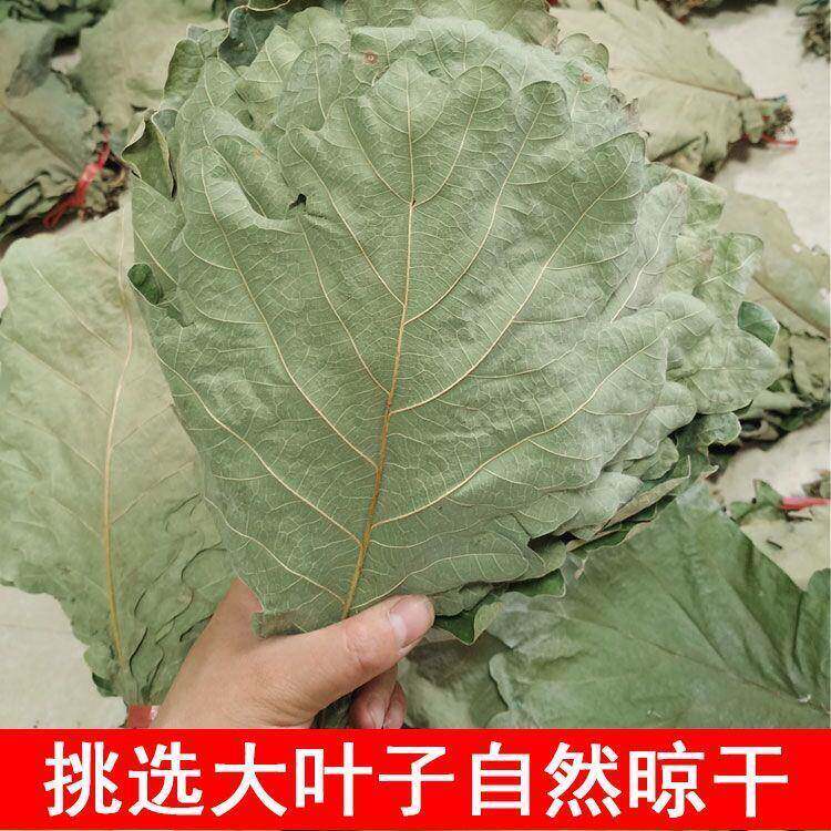 野生新鲜粽叶干粽叶柞树叶槲叶菠萝叶桲椤叶精选大号胡叶100片/份