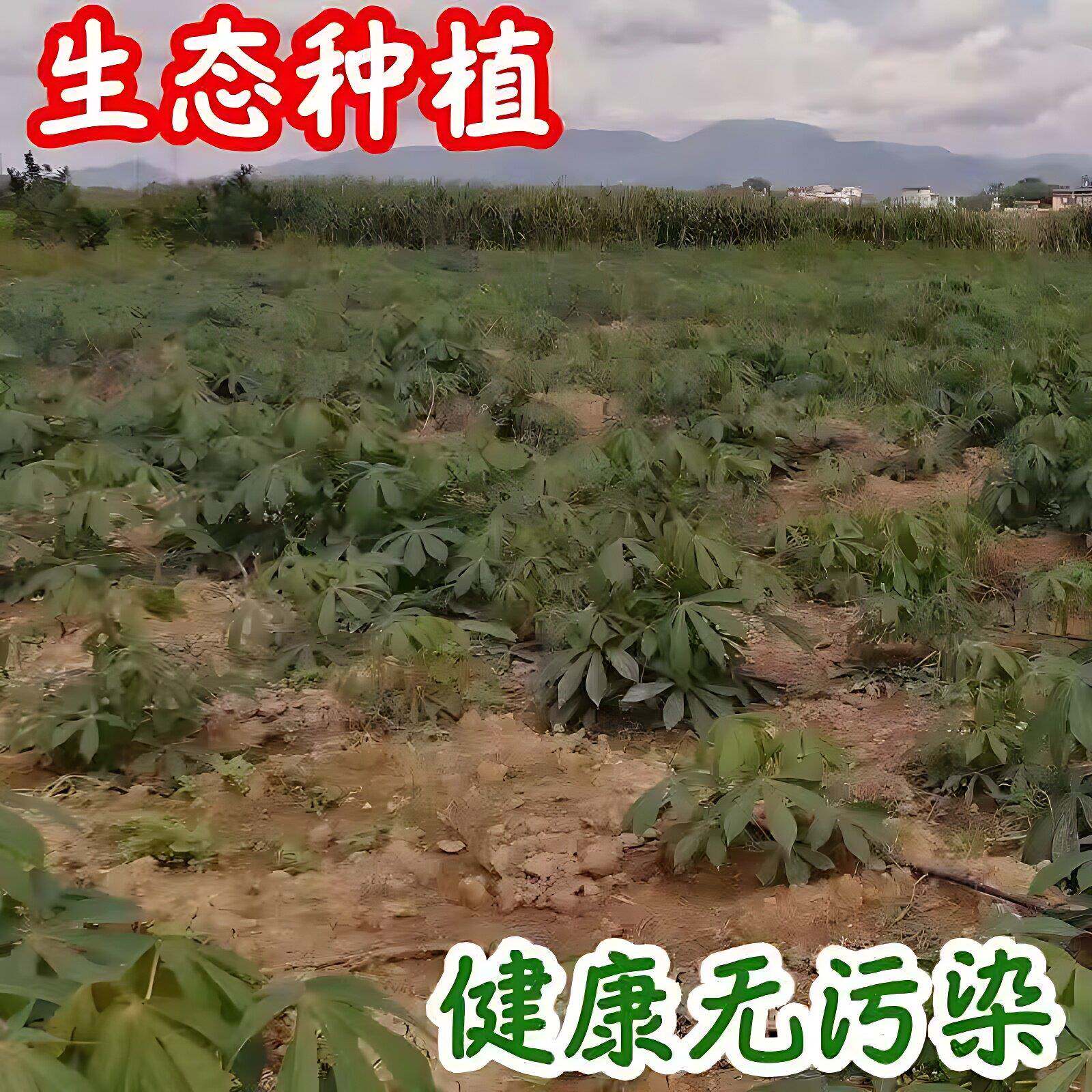 正宗木薯粉广西农家现磨纯正木薯淀粉食用芋圆马拉糕家用价