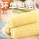 正宗东北玉米新鲜糯玉米大棒苞米22010支粘玉米真空