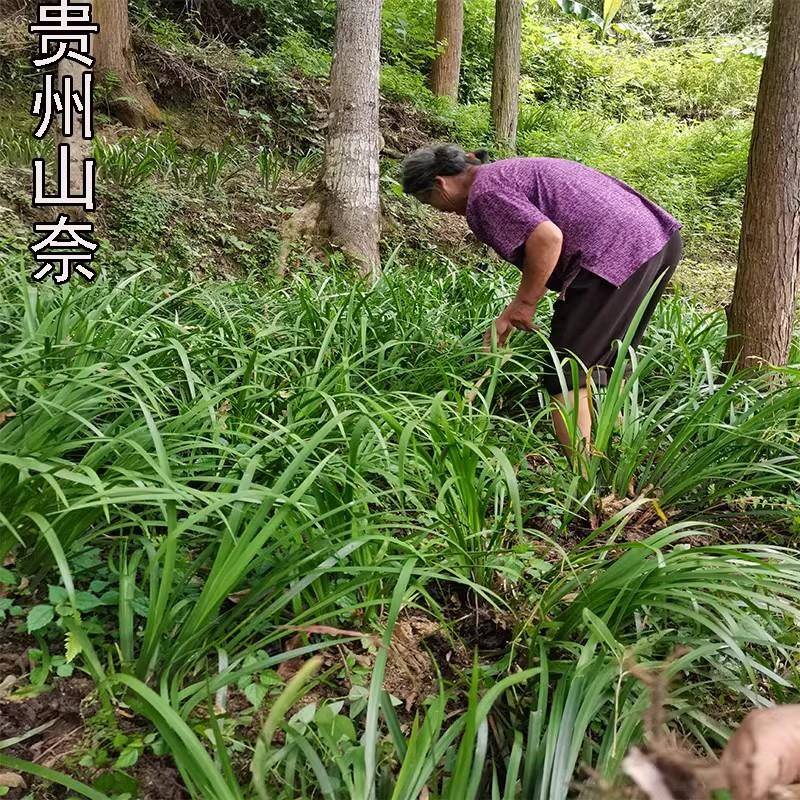 贵州现挖新鲜五香草去腥味香料茴香菖蒲 山赖可食用带根盆栽香料