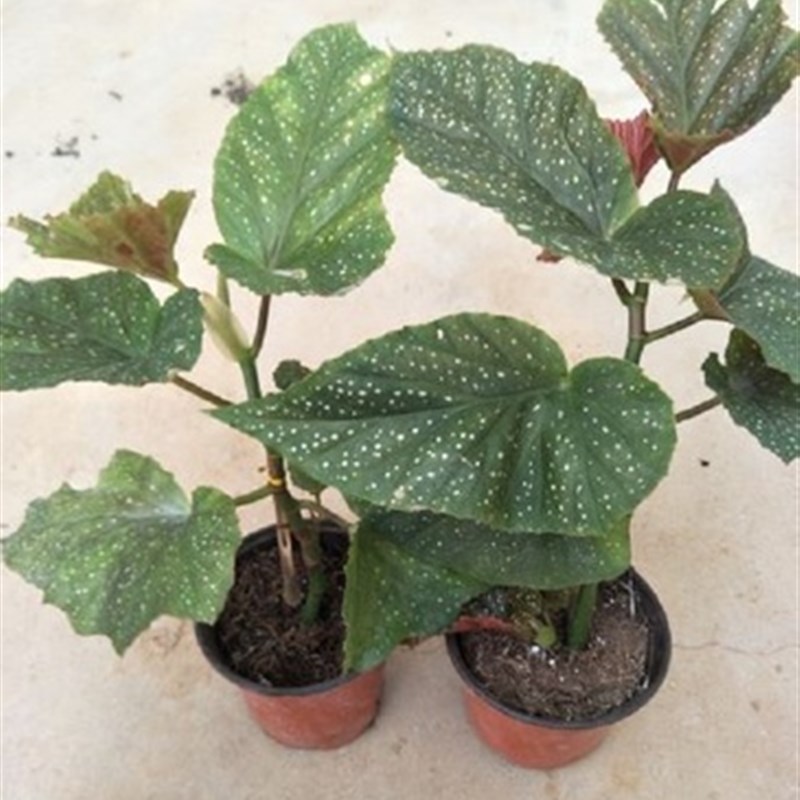 竹节海棠花盆栽大叶斑点四季斑叶竹节秋海棠花卉绿植物室内阳台苗图片