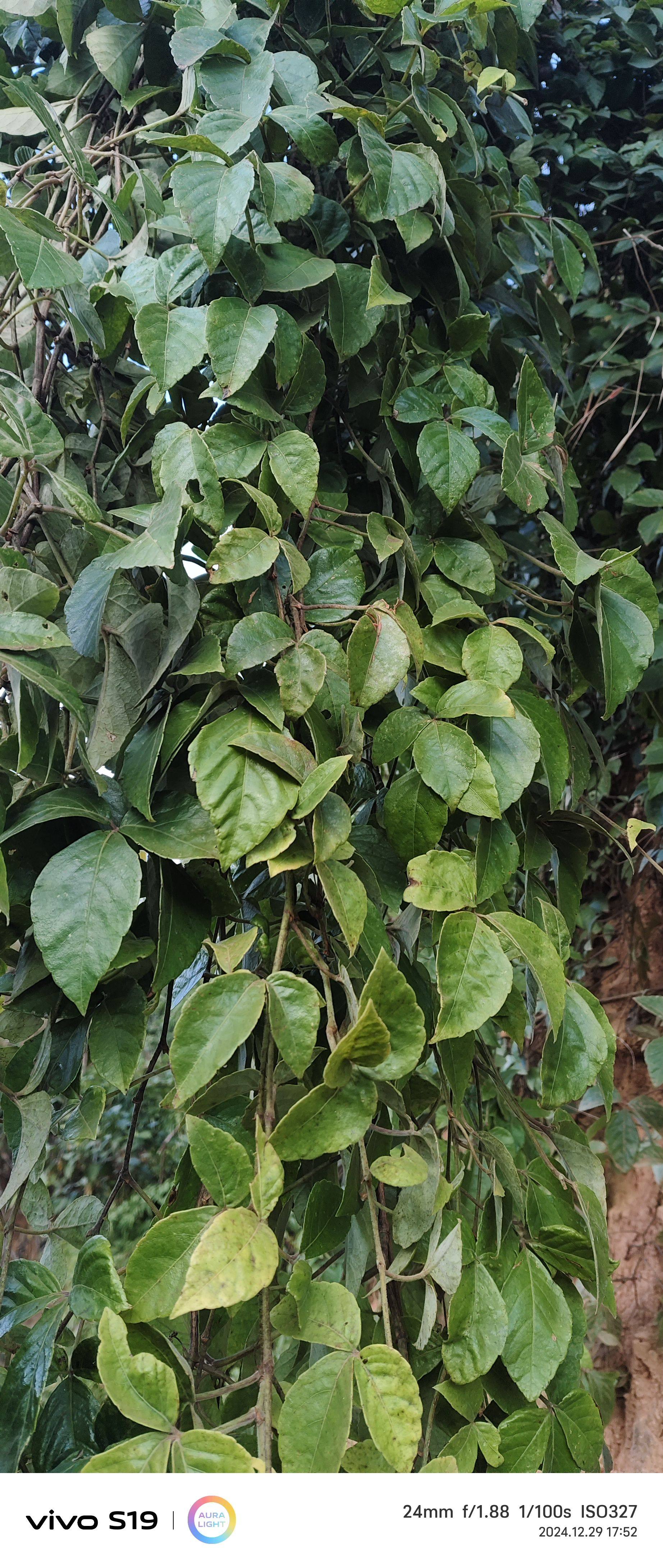 云南深山爬山虎 中药材 枫藤 