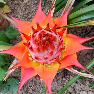 地涌金莲带花苞云南特产花卉净化空气书房客厅庭院懒人花