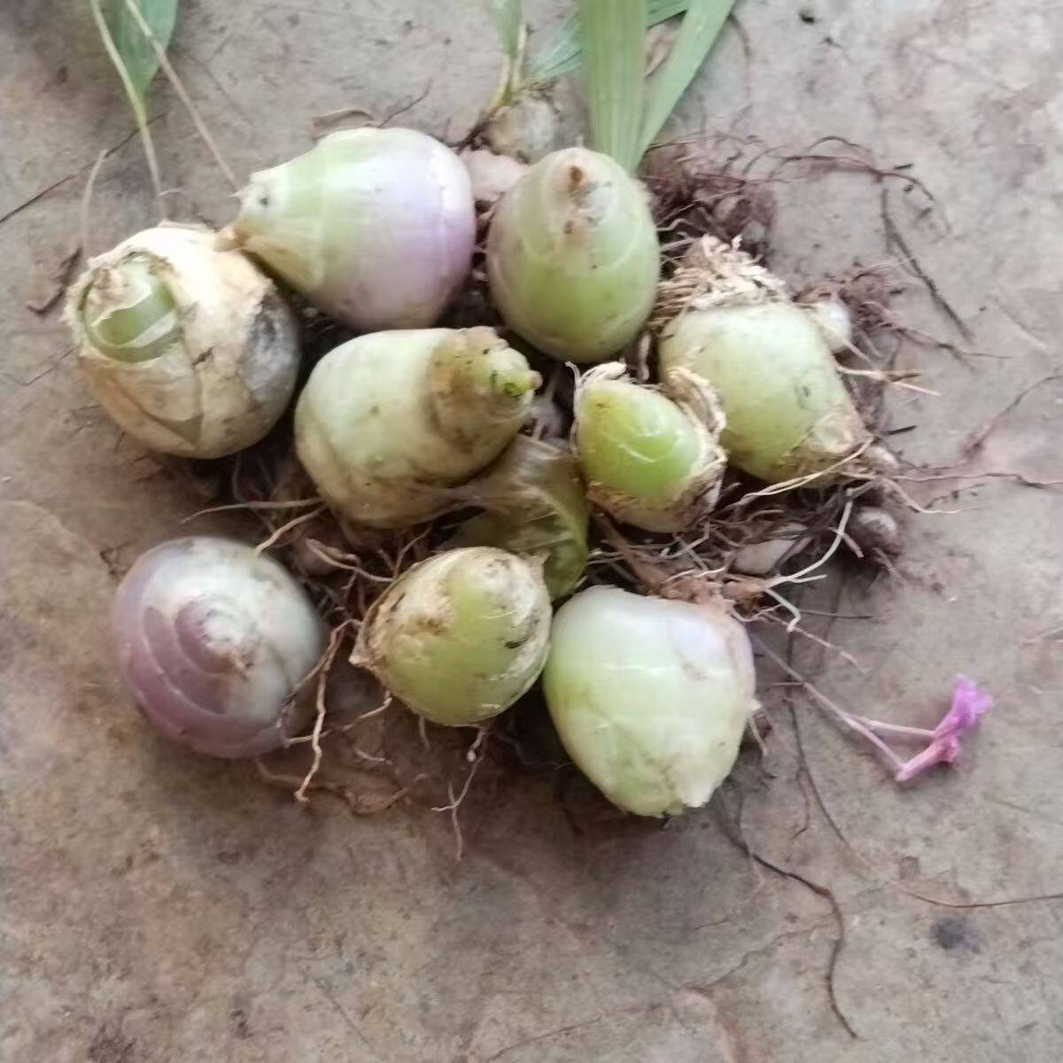 新鲜毛慈菇山慈菇冰球子夹丑宗名贵中药材果现采现发止咳化痰