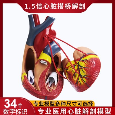 标准1:1人体心脏解剖B超3d模型血液循环可拆卸自然大医学教学模型