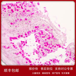 糖原PAS染色液(过碘酸-雪夫染色液) G1280议价